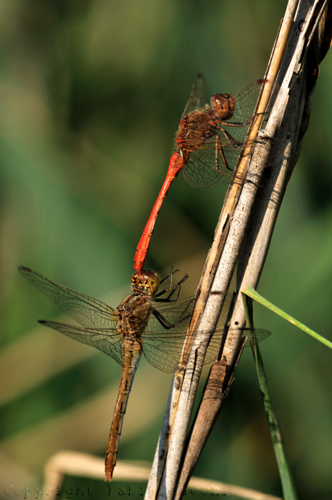 Cerci ,queste piccole pinze - tandem S.meridionale